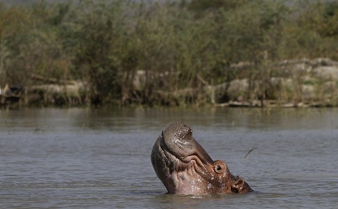 Ethiopia-Hippo