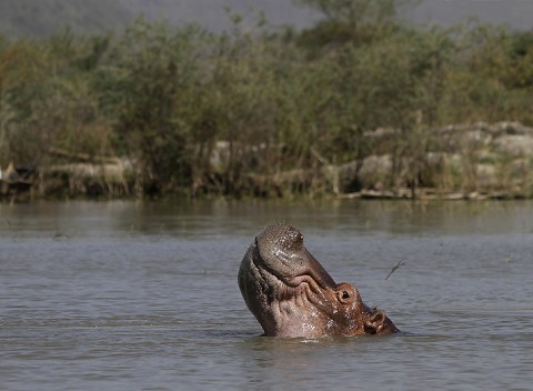 Ethiopia-Hippo