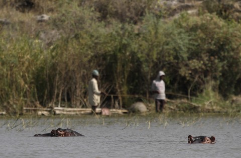 Ethiopia-Hippo