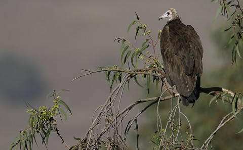 Hooded Vulture