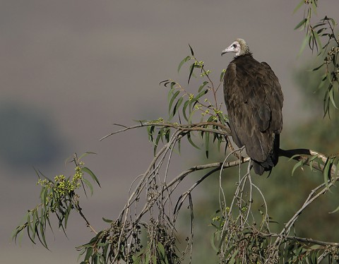 Hooded Vulture