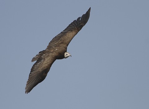 Hooded Vulture