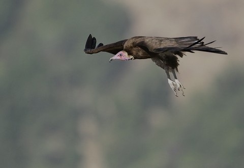 Hooded Vulture