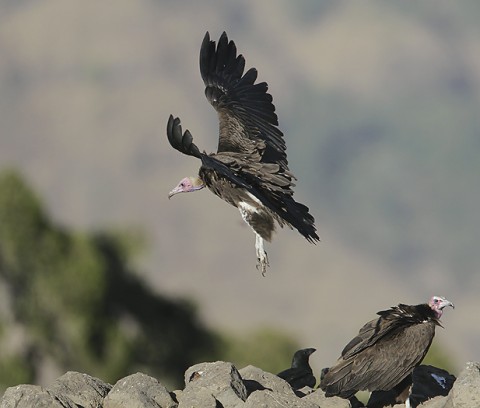 Hooded Vulture