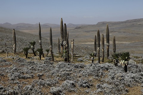 Ethiopia-Landscape