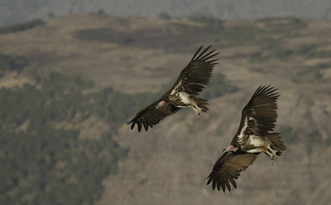 Lappet-Faced Vulture