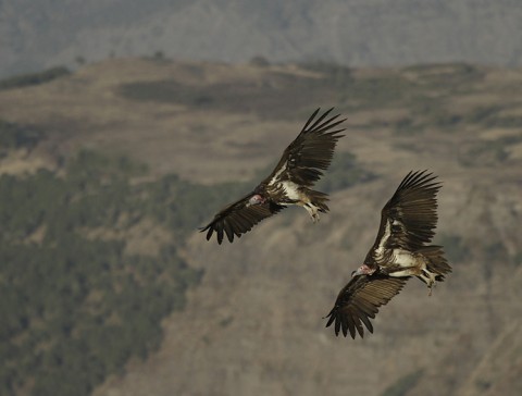 Lappet-Faced Vulture