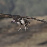 Lappet-Faced Vulture