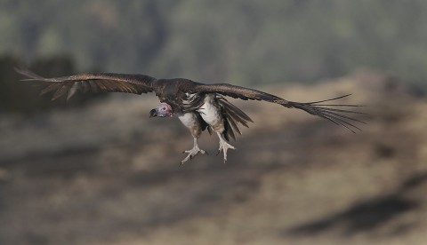 Lappet-Faced Vulture