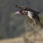 Lappet-Faced Vulture