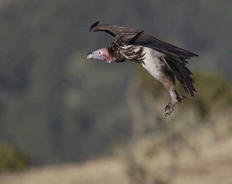 Lappet-Faced Vulture