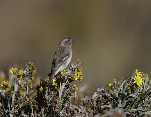 Other Birds