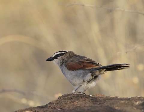 Other Birds