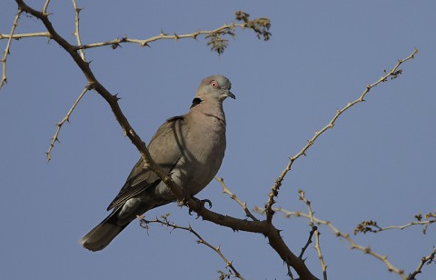 Other Birds