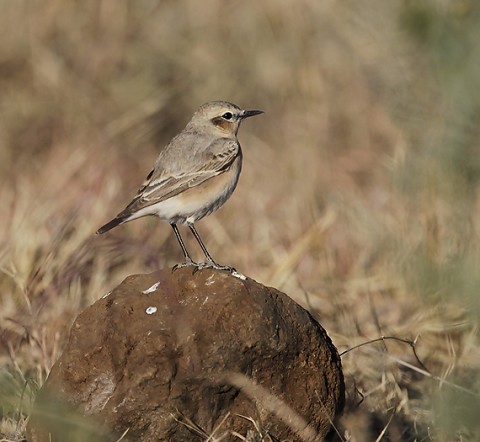 Other Birds