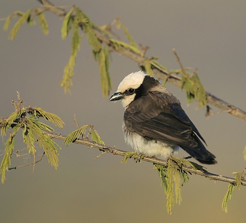 Other Birds