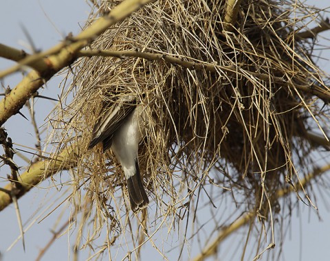 Other Birds