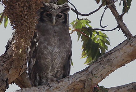 Verraux`s Eagle-Owl