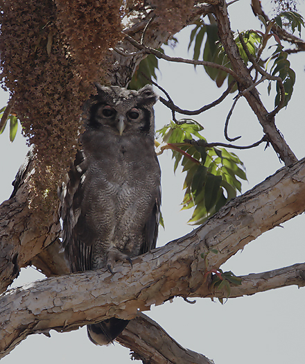 Verraux`s Eagle-Owl