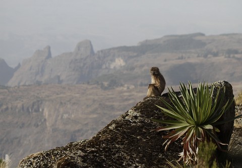 Gelada