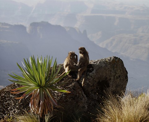 Gelada