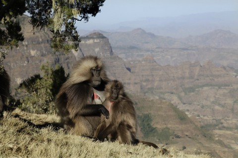 Gelada