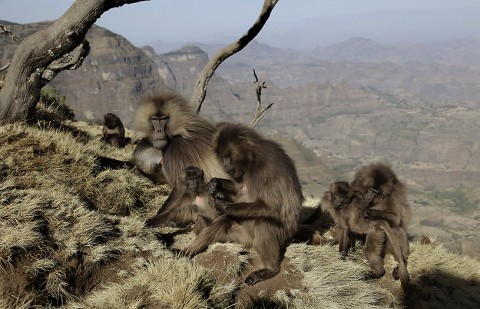 Gelada