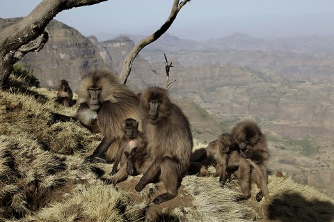 Gelada