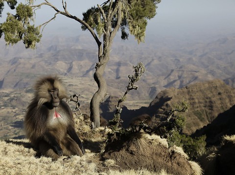 Gelada