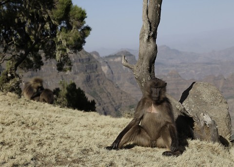 Gelada