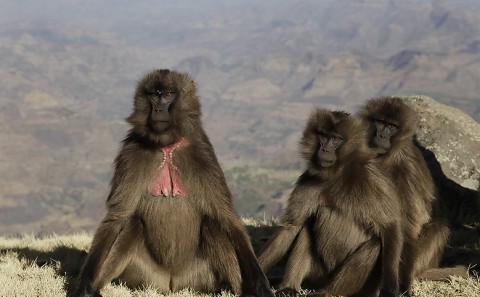 Gelada