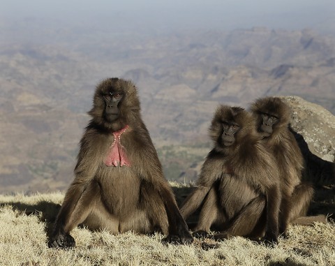 Gelada