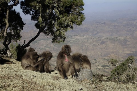 Gelada