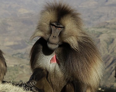 Gelada