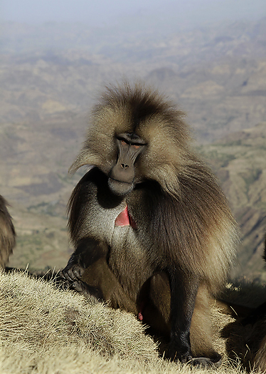 Gelada