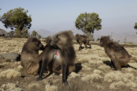 Gelada