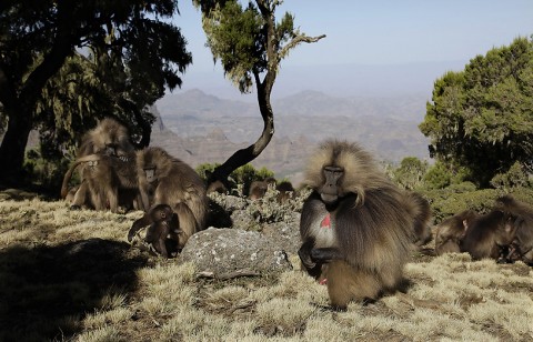 Gelada