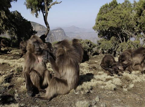 Gelada