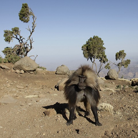 Gelada