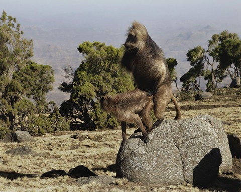 Gelada