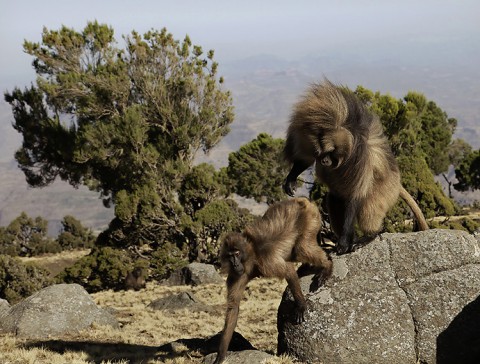 Gelada