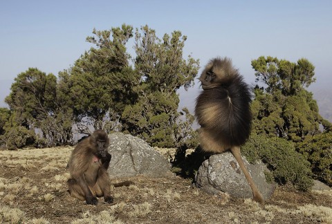 Gelada