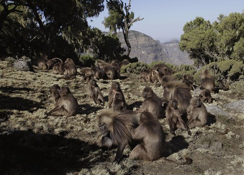 Gelada