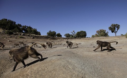 Gelada