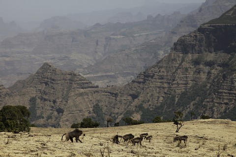 Gelada