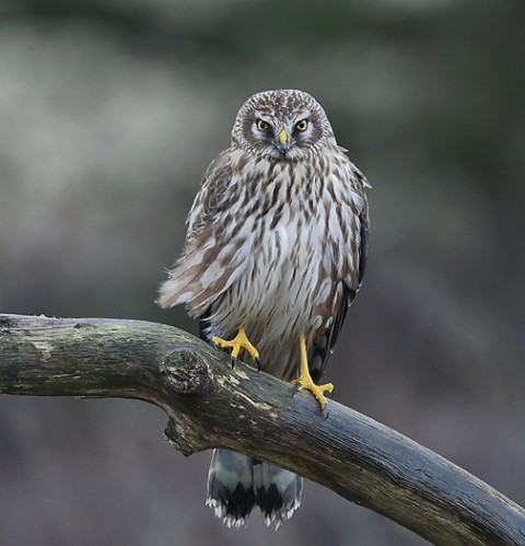 henharrier