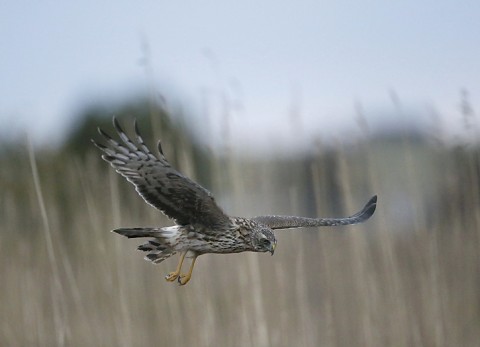 henharrier