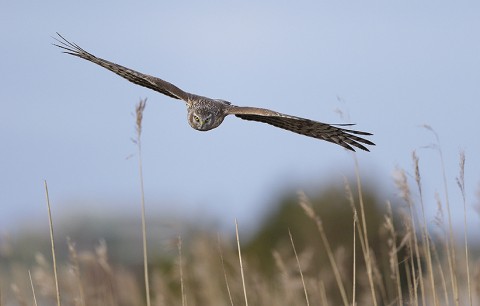 henharrier