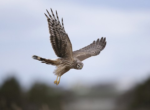 henharrier