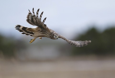 henharrier